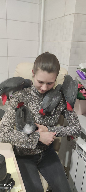 Сірий папуга жако. Африканский ручной попугай Киев - изображение 5