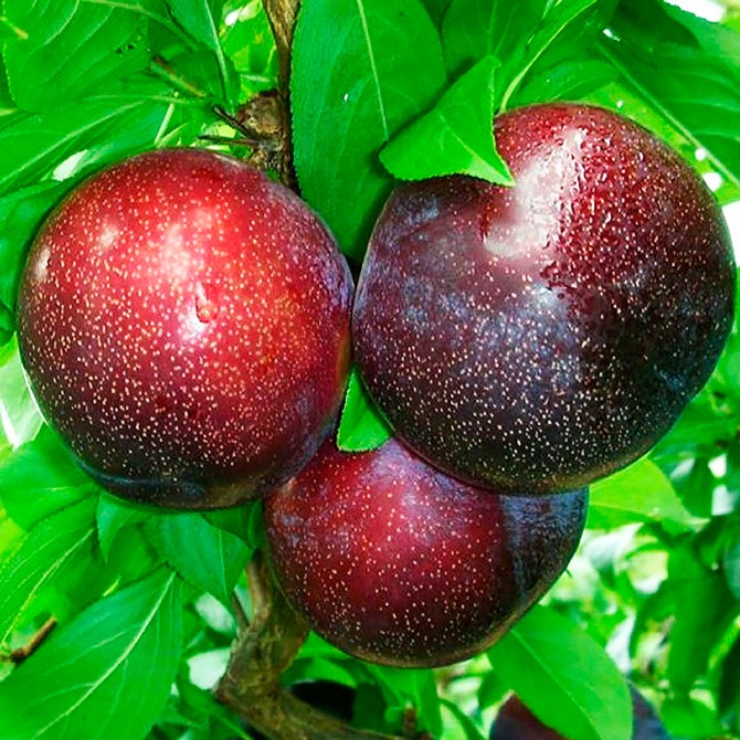 Продам саджанці слив Сквира - изображение 2