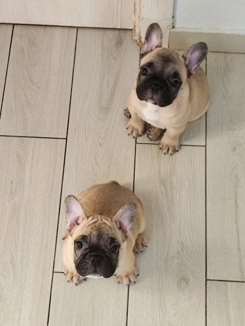 Французький бульдог Львов - изображение 1