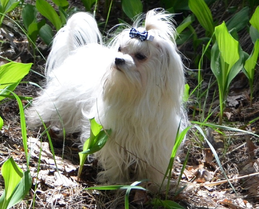 Дуже красива дівчинка мальтезе корейські крові присутні Київ - зображення 2