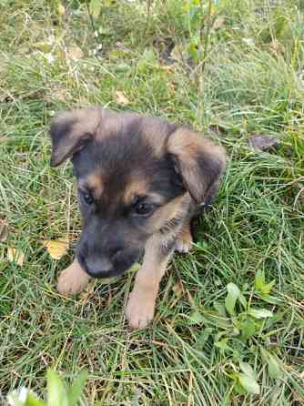 Продам цуценят німецької вівчарки. Луцьк