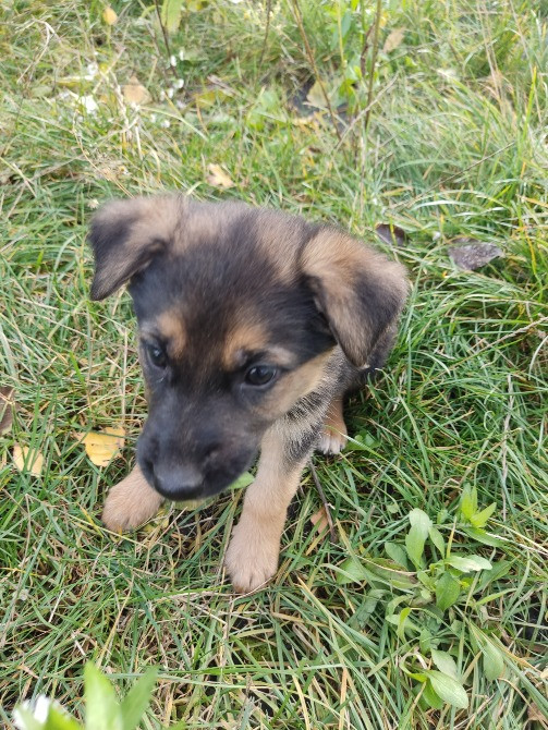 Продам цуценят німецької вівчарки. Луцьк - зображення 5