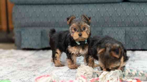 Цуценята йоркширського тер'єра шукають гарний дім Київ