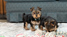 Цуценята йоркширського тер'єра шукають гарний дім Киев