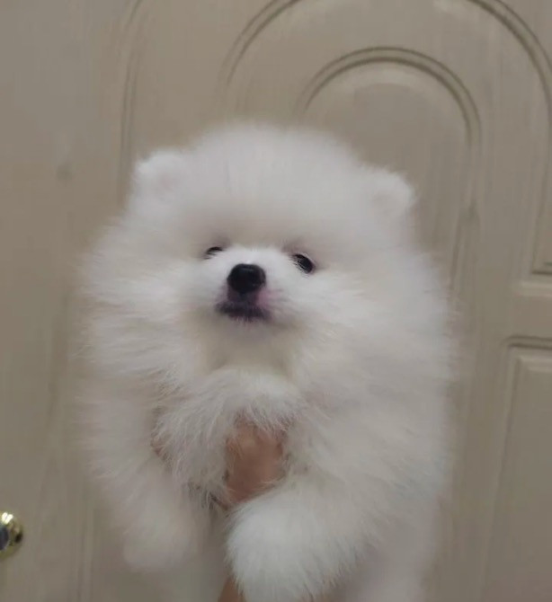 Шпіци Киев - изображение 2