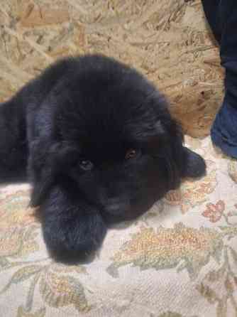 Ньюфаундленд цуценята КСУ- FCI Херсон