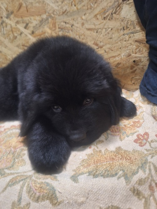 Ньюфаундленд цуценята КСУ- FCI Херсон - зображення 3