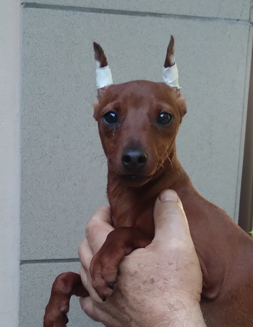 Цвергпинчер (карликовый пинчер) девочка и мальчик 8 месяцев.Киев. Отличный подарок!тличный подарок! Київ - зображення 4