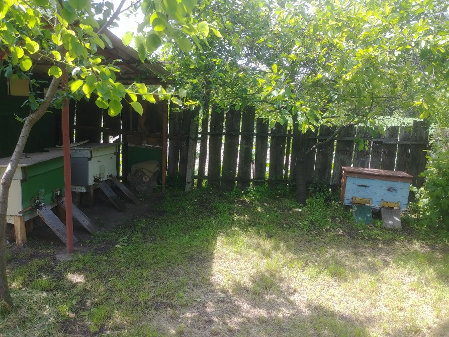 Мед квітковий , різнотрав'я із дачної пасіки Лубны - изображение 4