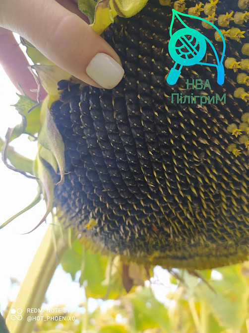 один з кращих вітчизняних гібридів під гранстар "Флокс" Винница - изображение 5