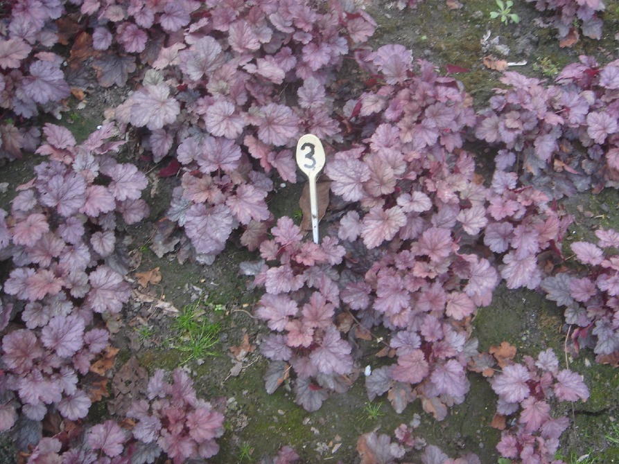 продам гейхеру Киев - изображение 2