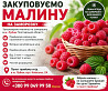 Куплю малину на заморозку Полтава