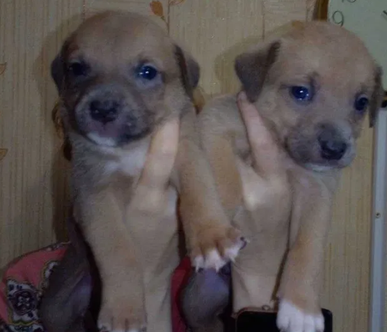Цуценята піт-бультер'єра Житомир