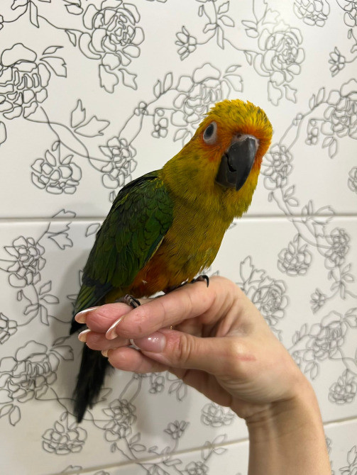 Соняшний аратинга. Сонечко на пальчику Київ - зображення 1