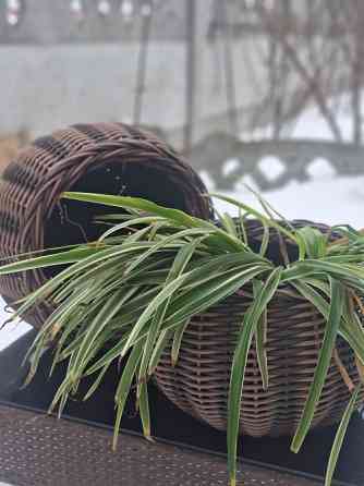 Кашпо з ротангу Київ