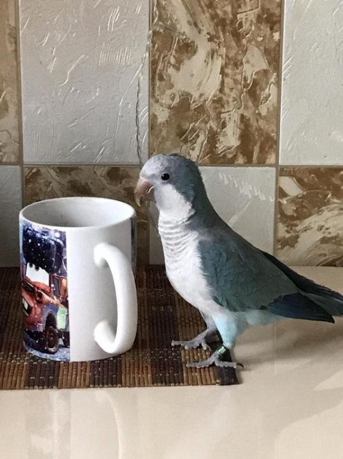 Попугай Монах. Ручные птенцы выкормыши. Монахи Калита или Квакеры Киев - изображение 3