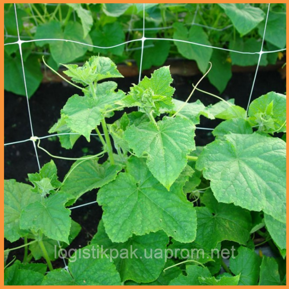 Огуречная сетка 13×18|1.70*100м|Агрокремень Харків - зображення 5