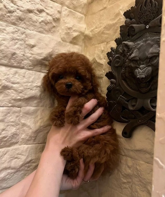 Той пудель мини Щеночки Київ - зображення 3