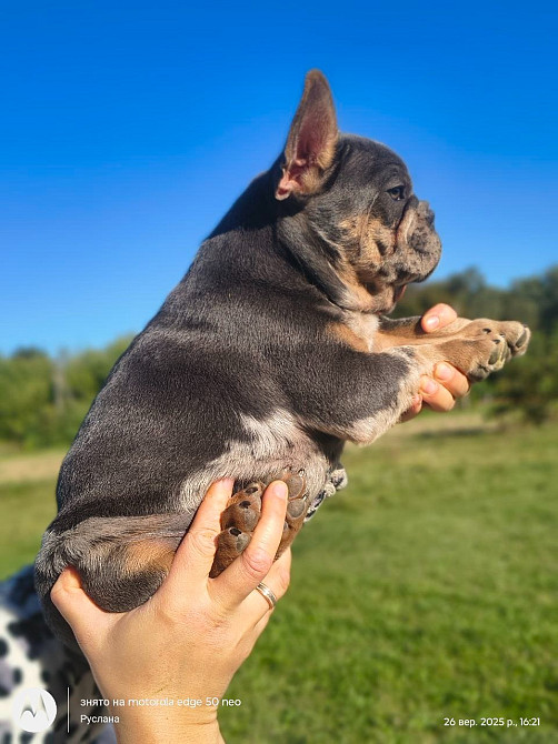 Маленьке диво французького бульдога шукає свою сім’ю 🐾 Луцк - изображение 1