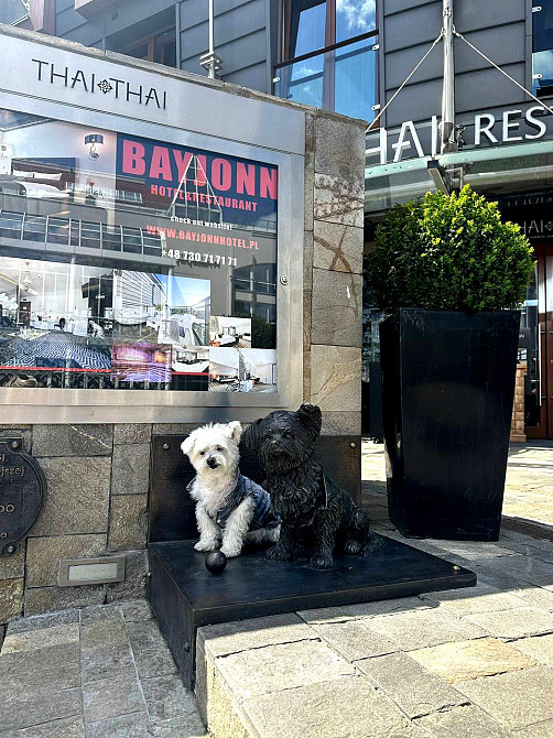 Бронзовий пам’ятник мальтійській болонці Київ - зображення 2
