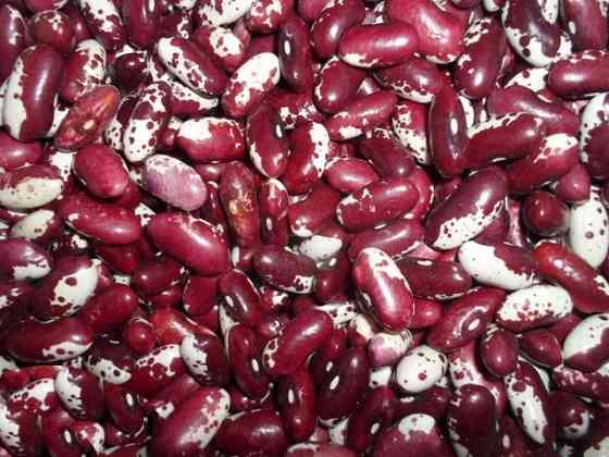 Квасоля в наявності. Продаж квасолі. Купити квасолю. Запоріжжя