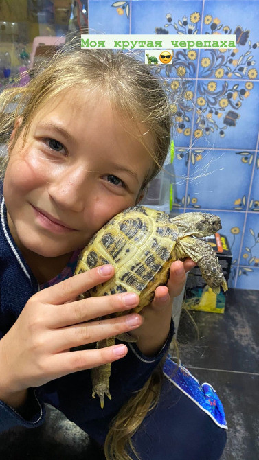 Среднеазиатская сухопутная черепаха Киев - изображение 2
