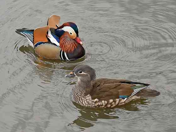 Каролінська качка. Качки мандаринки Київ
