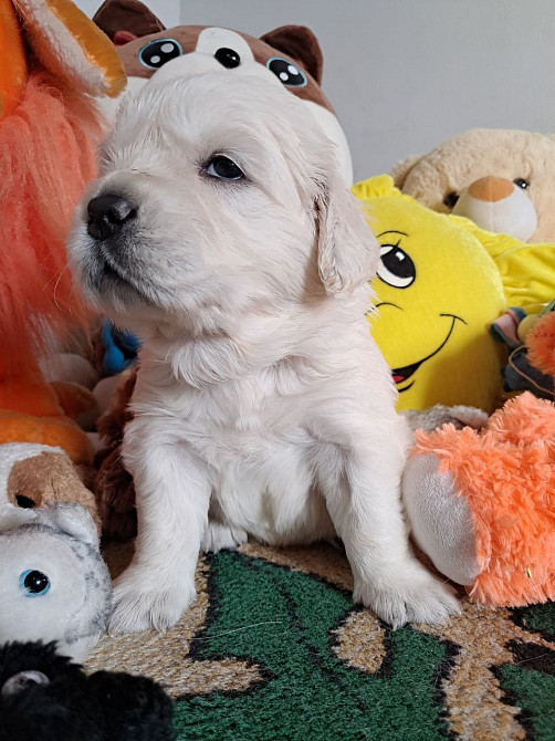 Цуценята золотистого ретрівера Ot Bahur Киев - изображение 1