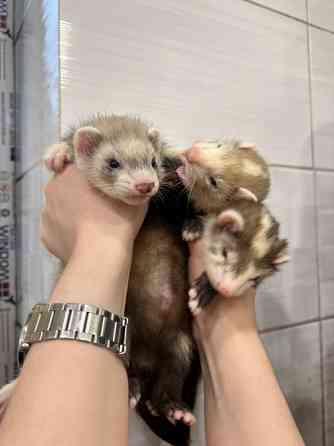 Хорек, Фретка, декоративні ручні тхоренята Киев