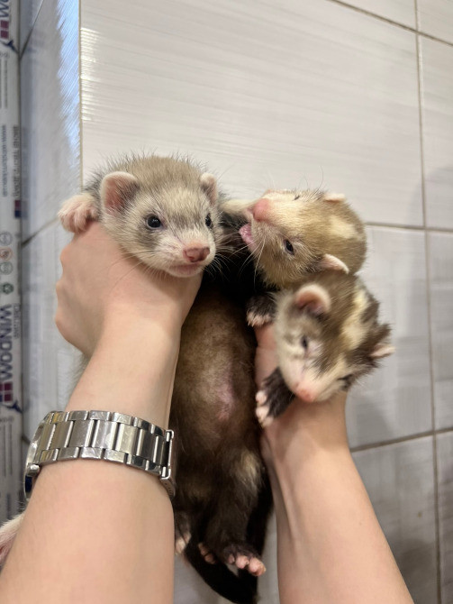 Хорек, Фретка, декоративні ручні тхоренята Киев - изображение 2