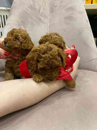 Цуценя той пудель. Хлопчик Київ