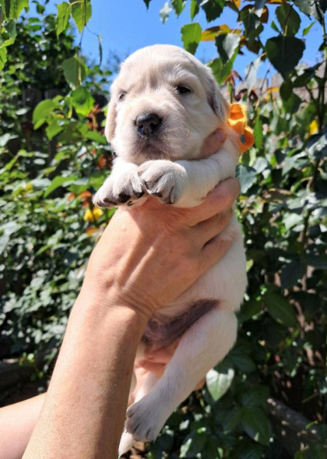 Золотистого ретрівера цуценята Ot Bahur Київ - зображення 3