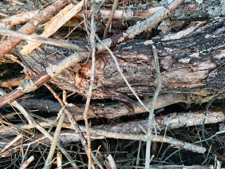 БЕСПЛАТНО МНОГО Отдам Деревья Дрова Ветки Бревна Пеньки Отопление Пиломатериалы Київ - зображення 7