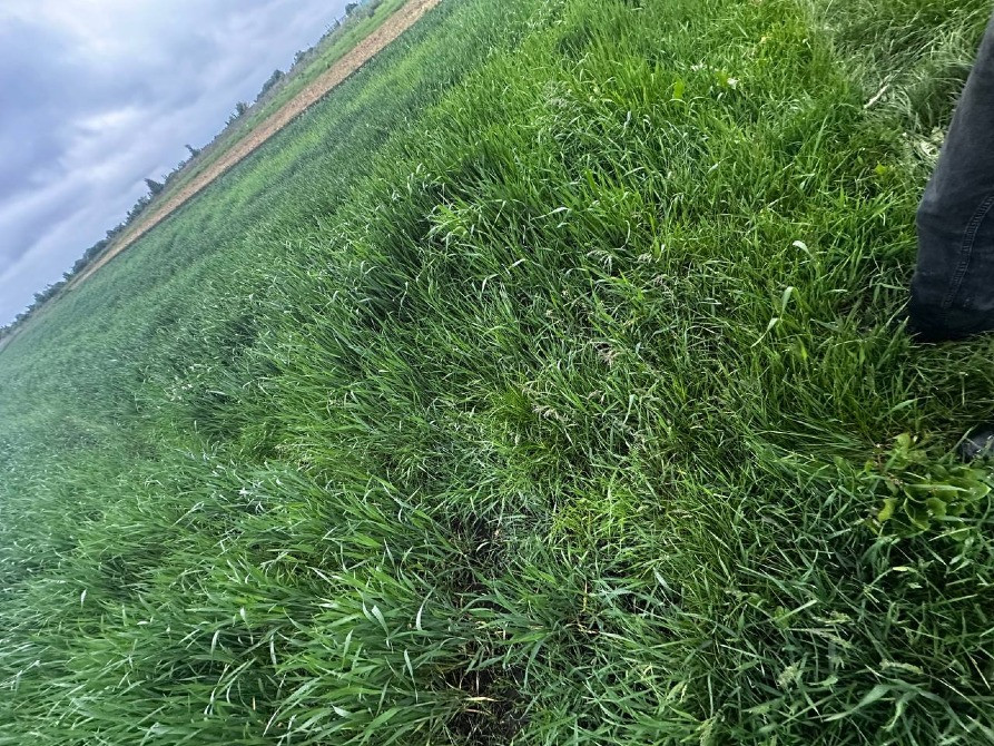 Продаж земельної ділянки Зубра осг 20соток Львів - зображення 11