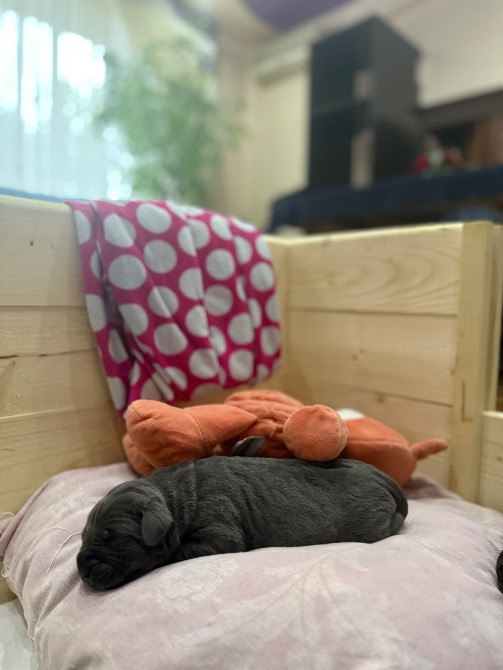 Цуценята . Кане Корсо Івано-Франківськ - зображення 7