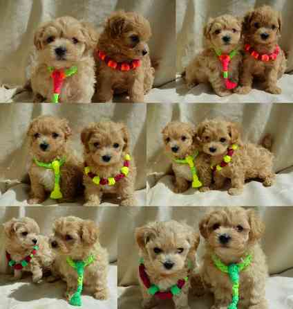 #МальтіпуF1#MaltipooF1#цуценята1,5міс#puppies 1.5 months Ukraine, Kyiv. Worldwide delivery. Достав Киев