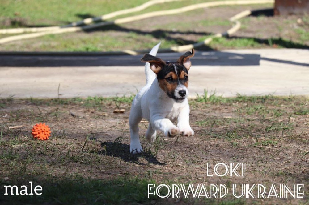 Шикарні цуценята Джек Рассел Киев - изображение 7