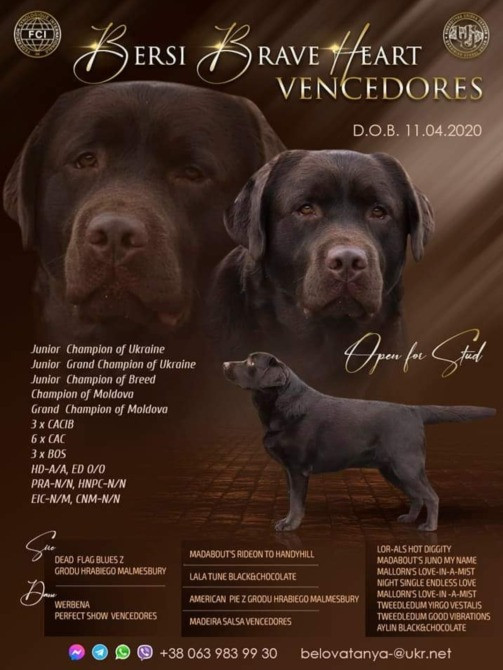 Вязка лабрадор ретрівер Київ - зображення 6