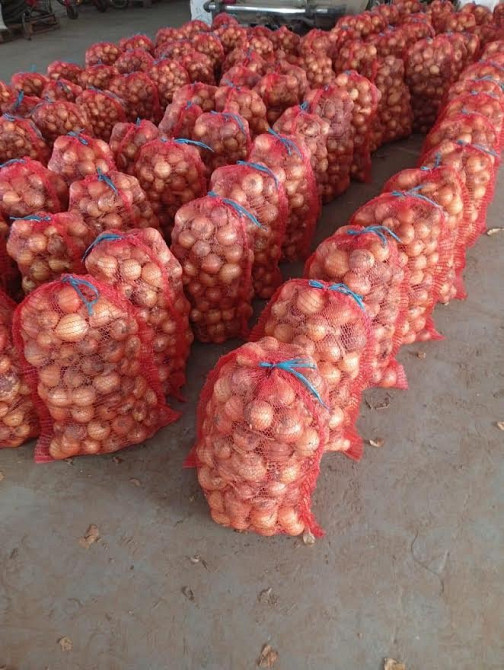 Свіжа цибуля власного врожаю Житомир - изображение 1