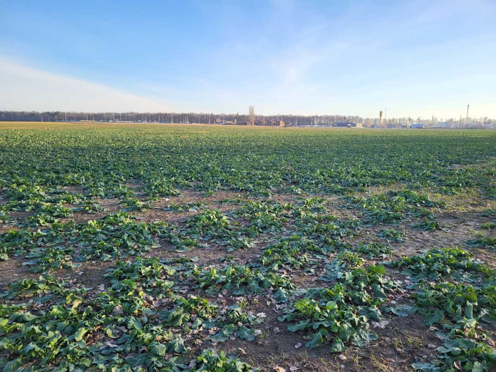 продажа земля сельскохозяйственного назначения Васильковский, Кожуховка, 2071000 грн.  - изображение 2