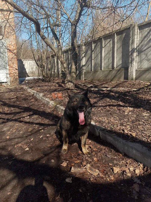 Продам дорослу німецьку вівчарку Киев - изображение 10