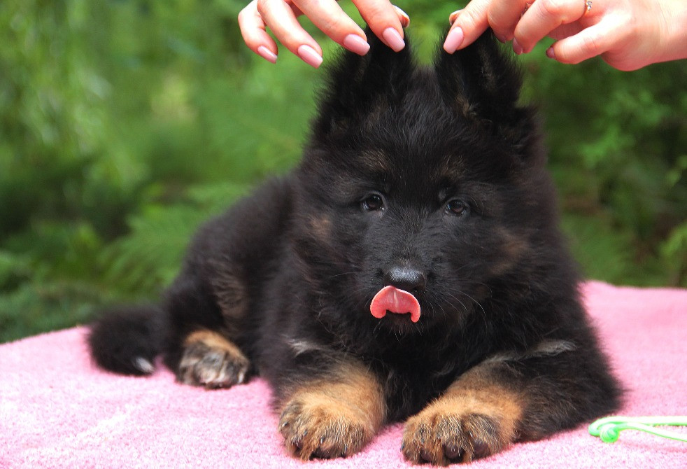 Елітні цуценята німецької вівчарки довгошерстної. Київ - зображення 7