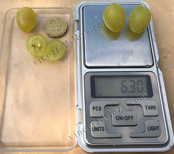 Морозостійкий безнасіневий виноград Русбол — річні саджанці. Харків Харків - зображення 3