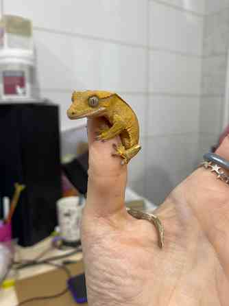 Війчастий гекон бананоїд Киев