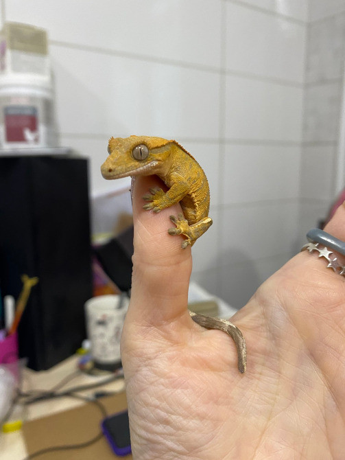 Війчастий гекон бананоїд Киев - изображение 4