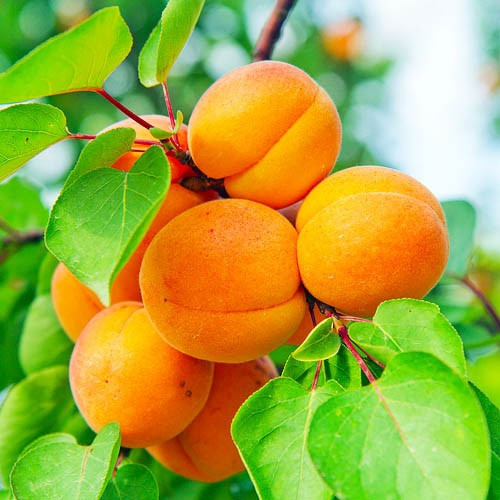 Продам саджанці персиків Сквира - изображение 1