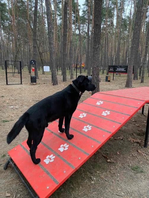 Лабрадор шукає хазяїна Київ - зображення 2