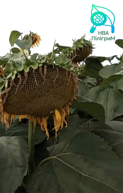 семена подсолнечника "Флокс" 50 гр гранстара. 7+ Заразиха+ видео обзоры клиентов Днепр - изображение 10