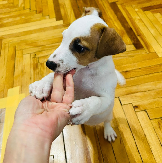 Цуценята Джек Рассел терʼєр! Готові до переїзду! Червоноград - зображення 9