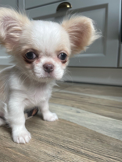 Прекрасна дівчинка чихуахуа, Львiв Львов - изображение 2